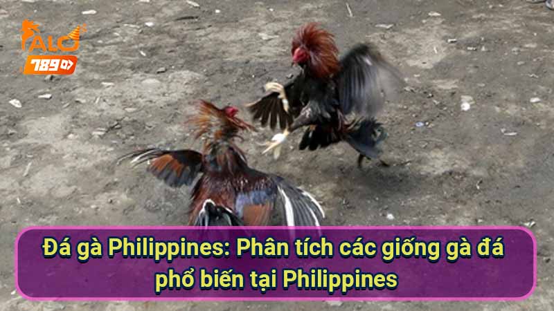 da-ga-philippines:-phan-tich-cac-giong-ga-da-pho-bien-tai-philippines