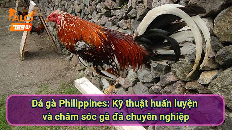 da-ga-philippines:-ky-thuat-huan-luyen-va-cham-soc-ga-da-chuyen-nghiep