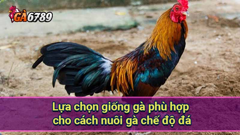 lua-chon-giong-ga-phu-hop-cho-cach-nuoi-ga-che-do-da