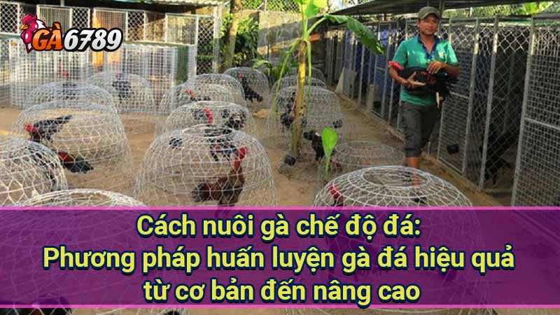 cach-nuoi-ga-che-do-da:-phuong-phap-huan-luyen-ga-da-hieu-qua-tu-co-ban-den-nang-cao