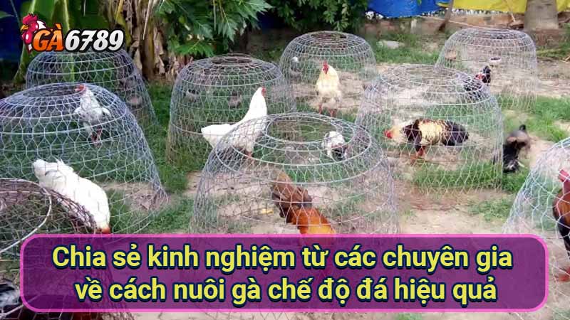 chia-se-kinh-nghiem-tu-cac-chuyen-gia-ve-cach-nuoi-ga-che-do-da-hieu-qua