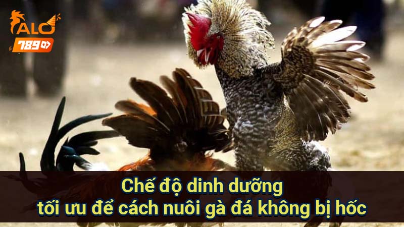 che-do-dinh-duong-toi-uu-de-cach-nuoi-ga-da-khong-bi-hoc