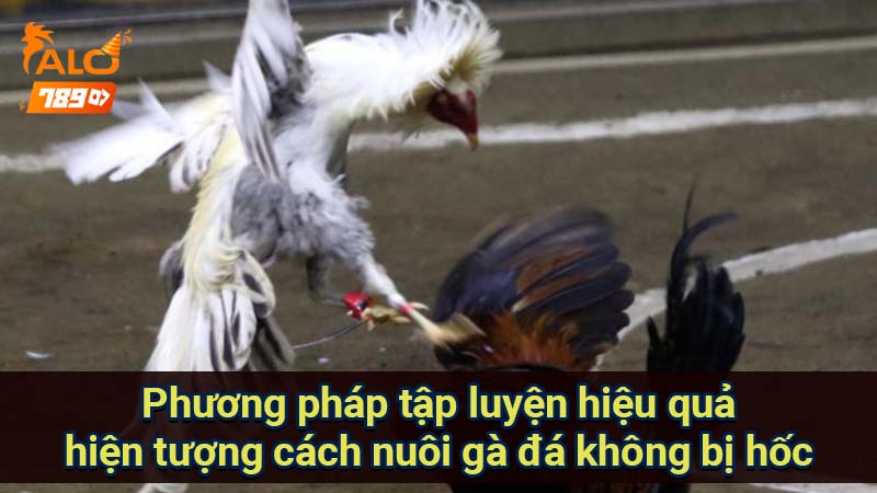 phuong-phap-tap-luyen-hieu-qua-hien-tuong-cach-nuoi-ga-da-khong-bi-hoc