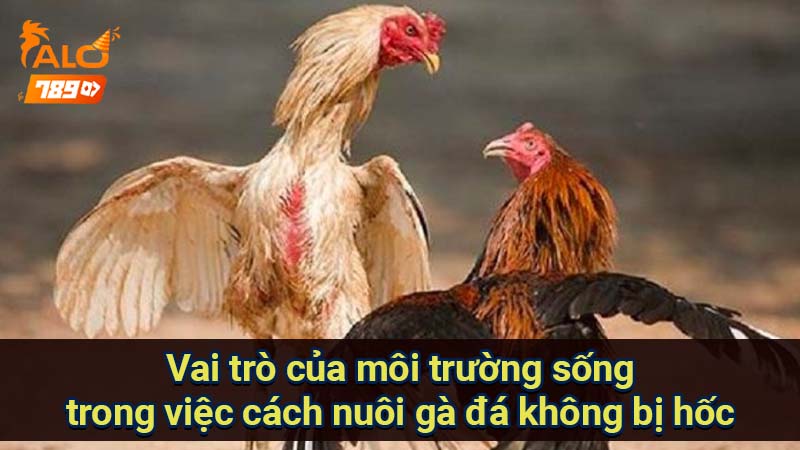 vai-tro-cua-moi-truong-song-trong-viec-cach-nuoi-ga-da-khong-bi-hoc