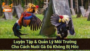 cach-nuoi-ga-da-khong-bi-hoc