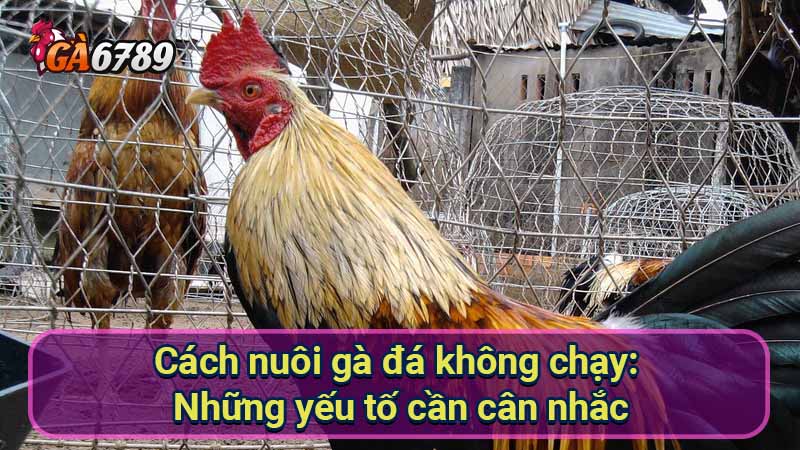 cach-nuoi-ga-da-khong-chay:-nhung-yeu-to-can-can-nhac