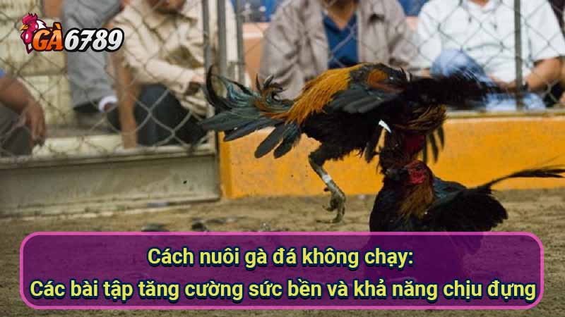 cach-nuoi-ga-da-khong-chay:-cac-bai-tap-tang-cuong-suc-ben-va-kha-nang-chiu-dung