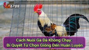 cach-nuoi-ga-da-khong-chay