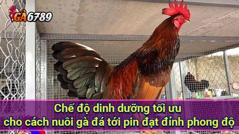 che-do-dinh-duong-toi-uu-cho-cach-nuoi-ga-da-toi-pin-dat-dinh-phong-do