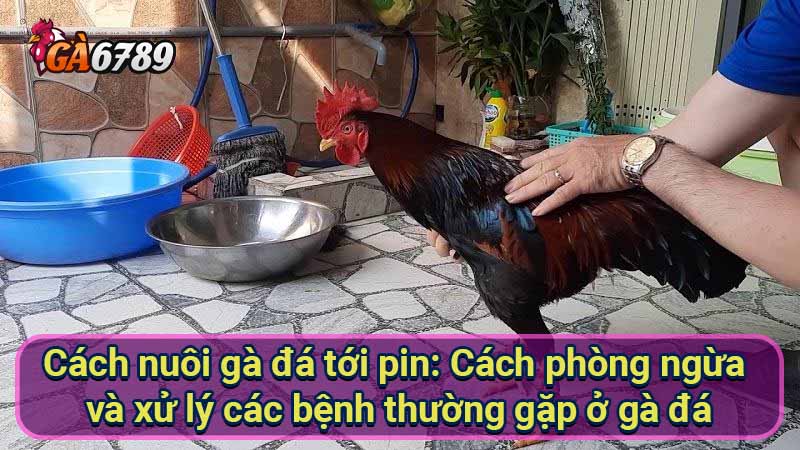 cach-nuoi-ga-da-toi-pin:-cach-phong-ngua-va-xu-ly-cac-benh-thuong-gap-o-ga-da