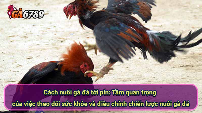 cach-nuoi-ga-da-toi-pin:-tam-quan-trong-cua-viec-theo-doi-suc-khoe-va-dieu-chinh-chien-luoc-nuoi-ga-da