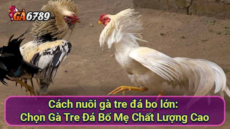 cach-nuoi-ga-tre-da-bo-lon:-chon-ga-tre-da-bo-me-chat-luong-cao