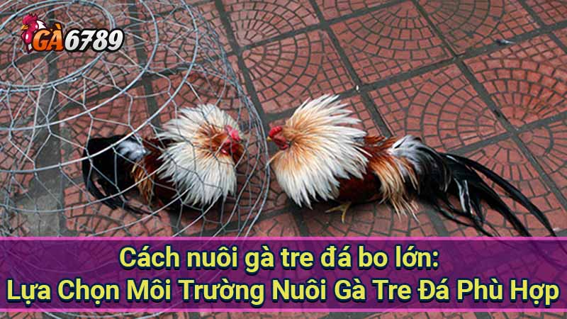 cach-nuoi-ga-tre-da-bo-lon:-lua-chon-moi-truong-nuoi-ga-tre-da-phu-hop