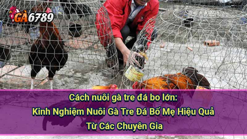 cach-nuoi-ga-tre-da-bo-lon:-kinh-nghiem-nuoi-ga-tre-da-bo-me-hieu-qua-tu-cac-chuyen-gia