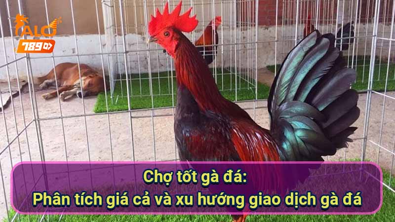 cho-tot-ga-da:-phan-tich-gia-ca-va-xu-huong-giao-dich-ga-da