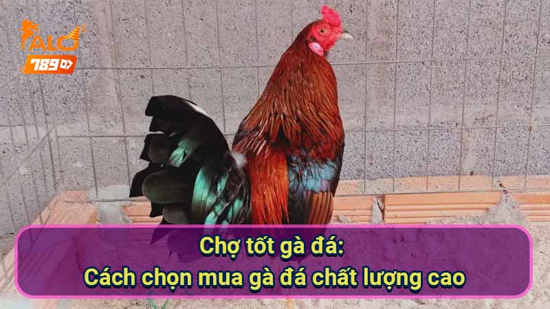 cho-tot-ga-da:-cach-chon-mua-ga-da-chat-luong-cao