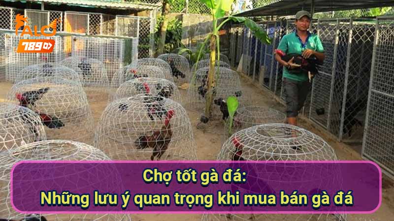 cho-tot-ga-da:-nhung-luu-y-quan-trong-khi-mua-ban-ga-da