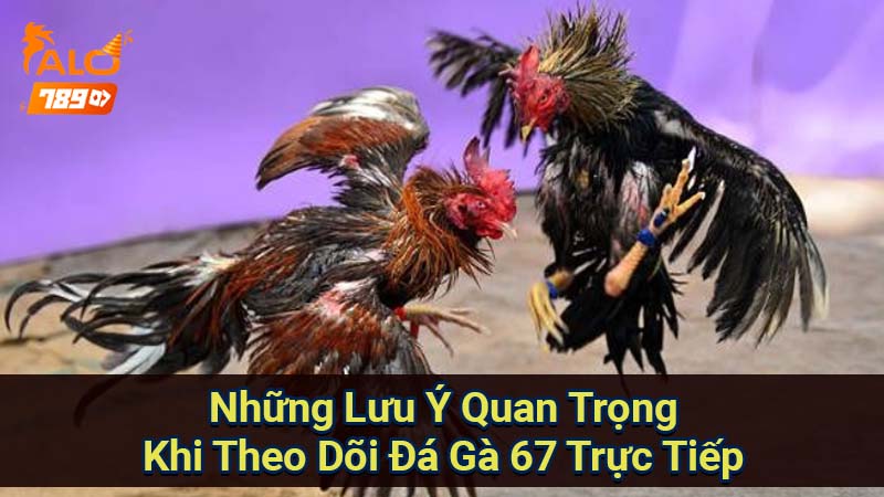 nhung-luu-y-quan-trong-khi-theo-doi-da-ga-67-truc-tiep