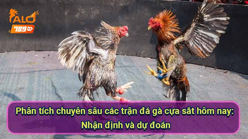 phan-tich-chuyen-sau-cac-tran-da-ga-cua-sat-hom-nay:-nhan-dinh-va-du-doan