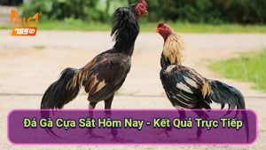 da-ga-cua-sat-hom-nay