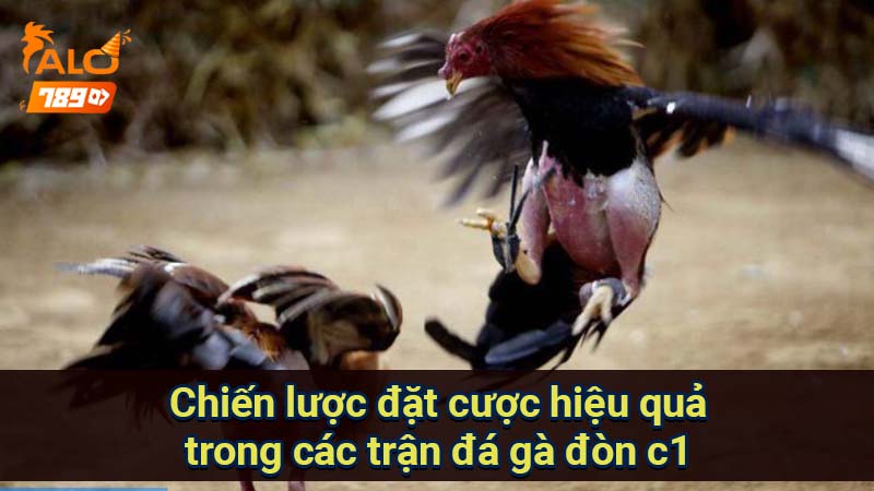 chien-luoc-dat-cuoc-hieu-qua-trong-cac-tran-da-ga-don-c1