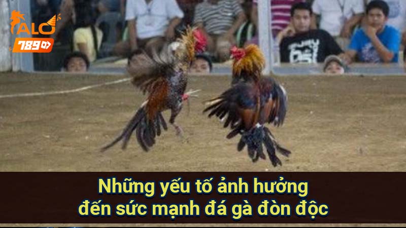 nhung-yeu-to-anh-huong-den-suc-manh-da-ga-don-doc