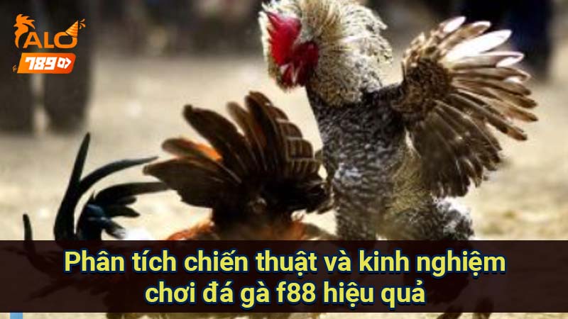 phan-tich-chien-thuat-va-kinh-nghiem-choi-da-ga-f88-hieu-qua