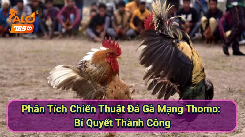 phan-tich-chien-thuat-da-ga-mang-thomo:-bi-quyet-thanh-cong