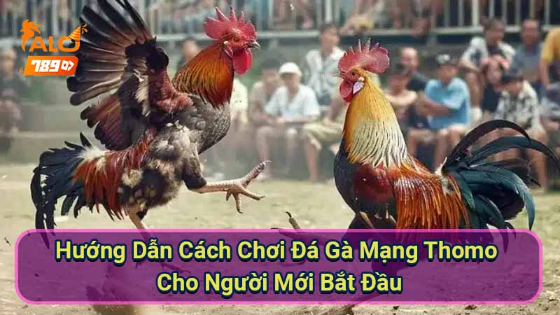 huong-dan-cach-choi-da-ga-mang-thomo-cho-nguoi-moi-bat-dau