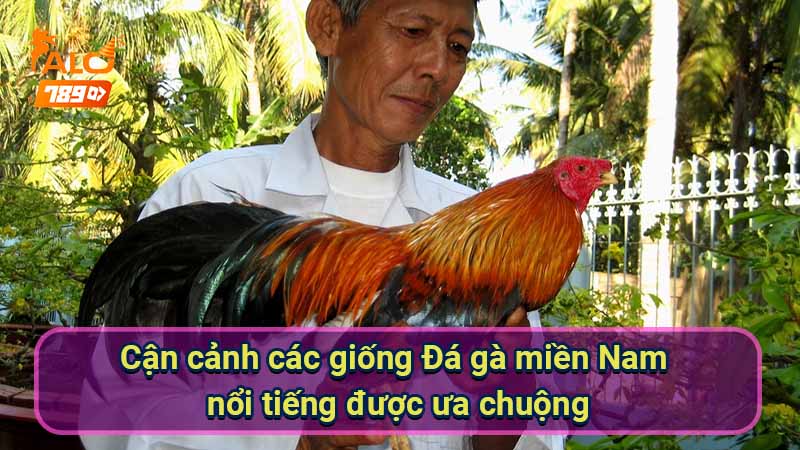 can-canh-cac-giong-da-ga-mien-nam-noi-tieng-duoc-ua-chuong