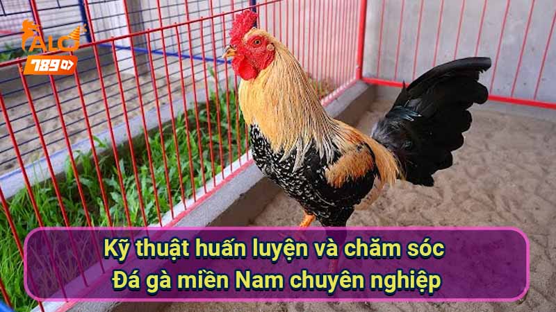 ​​ky-thuat-huan-luyen-va-cham-soc-da-ga-mien-nam-chuyen-nghiep