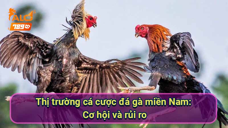 thi-truong-ca-cuoc-da-ga-mien-nam:-co-hoi-va-rui-ro