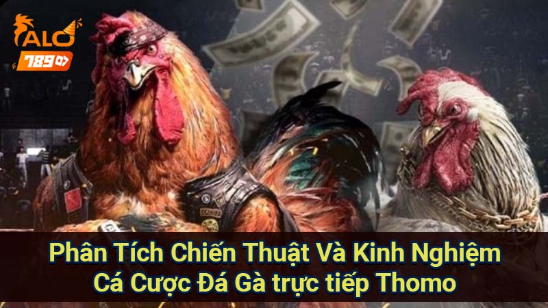 phan-tich-chien-thuat-va-kinh-nghiem-ca-cuoc-da-ga-truc-tiep-thomo