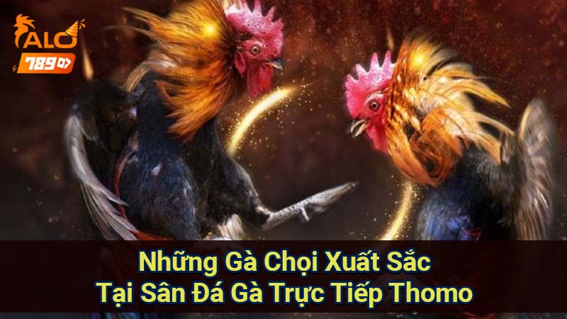 nhung-ga-choi-xuat-sac-tai-san-da-ga-truc-tiep-thomo