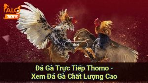 da-ga-truc-tiep-thomo