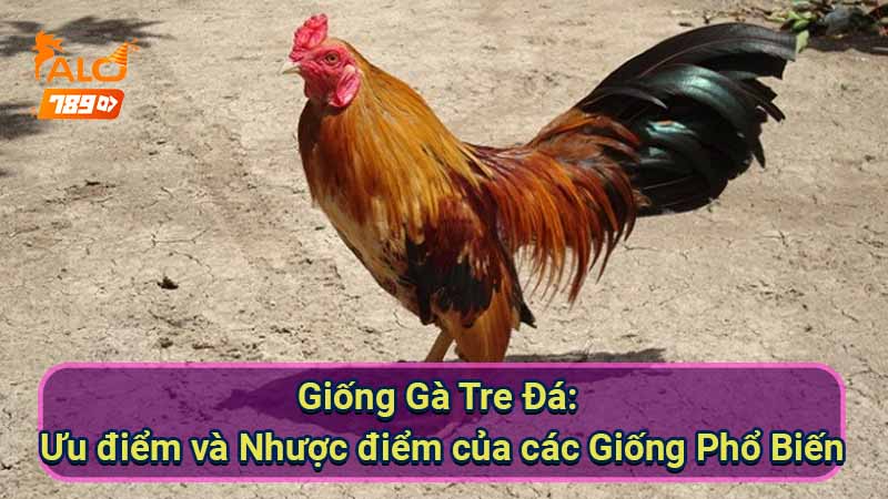 giong-ga-tre-da:-uu-diem-va-nhuoc-diem-cua-cac-giong-pho-bien