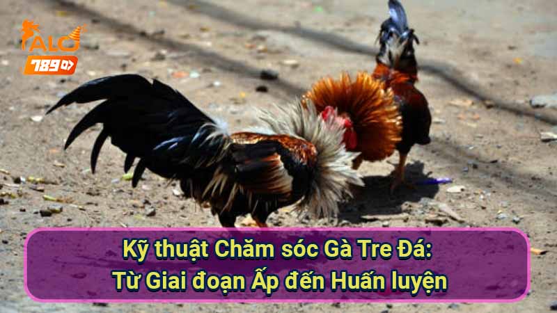 ky-thuat-cham-soc-ga-tre-da:-tu-giai-doan-ap-den-huan-luyen