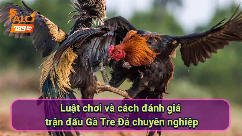 de-co-the-tham-gia-cac-tran-dau-ga-chien-nguoi-nuoi-can-nam-ro-luat-choi-cung-nhu-cach-danh-gia-tran-dau