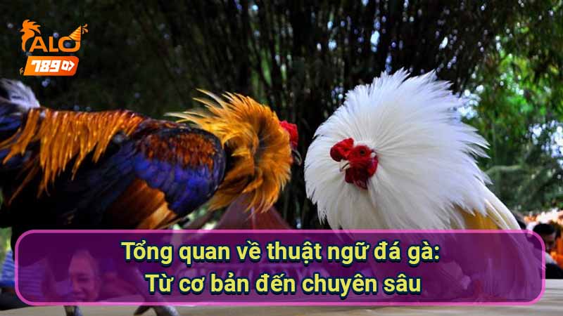 tong-quan-ve-thuat-ngu-da-ga:-tu-co-ban-den-chuyen-sau