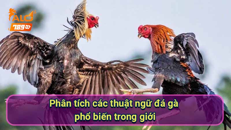 phan-tich-cac-thuat-ngu-da-ga-pho-bien-trong-gioi