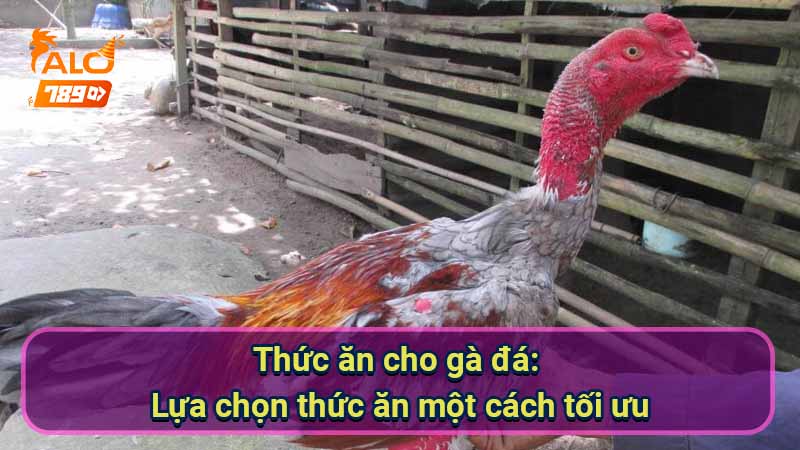 thuc-an-cho-ga-da:-lua-chon-thuc-an-mot-cach-toi-uu