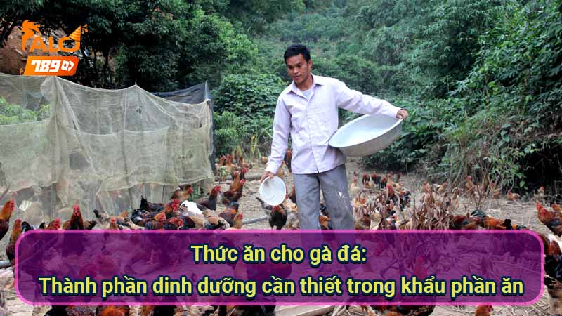 thuc-an-cho-ga-da:-thanh-phan-dinh-duong-can-thiet-trong-khau-phan-an